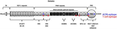 Extracellular matrix complexity in biomarker studies: a novel assay detecting total serum tenascin-C reveals different distribution to isoform-specific assays